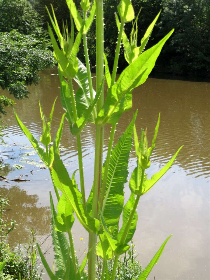 Wilde Karde (Dipsacus fullonum) am Osthafen in Saarbrücken