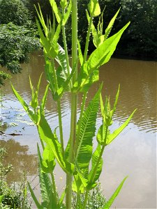 Wilde Karde (Dipsacus fullonum) am Osthafen in Saarbrücken