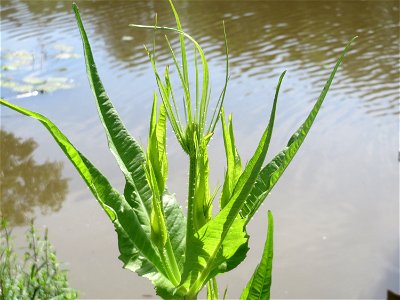 Wilde Karde (Dipsacus fullonum) am Osthafen in Saarbrücken