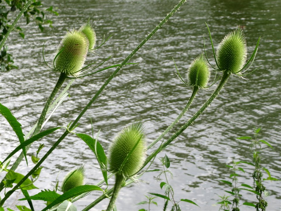 Wilde Karde (Dipsacus fullonum) an der Saar in Saarbrücken