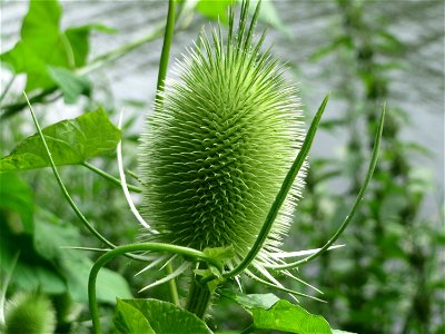 Wilde Karde (Dipsacus fullonum) an der Saar in Saarbrücken