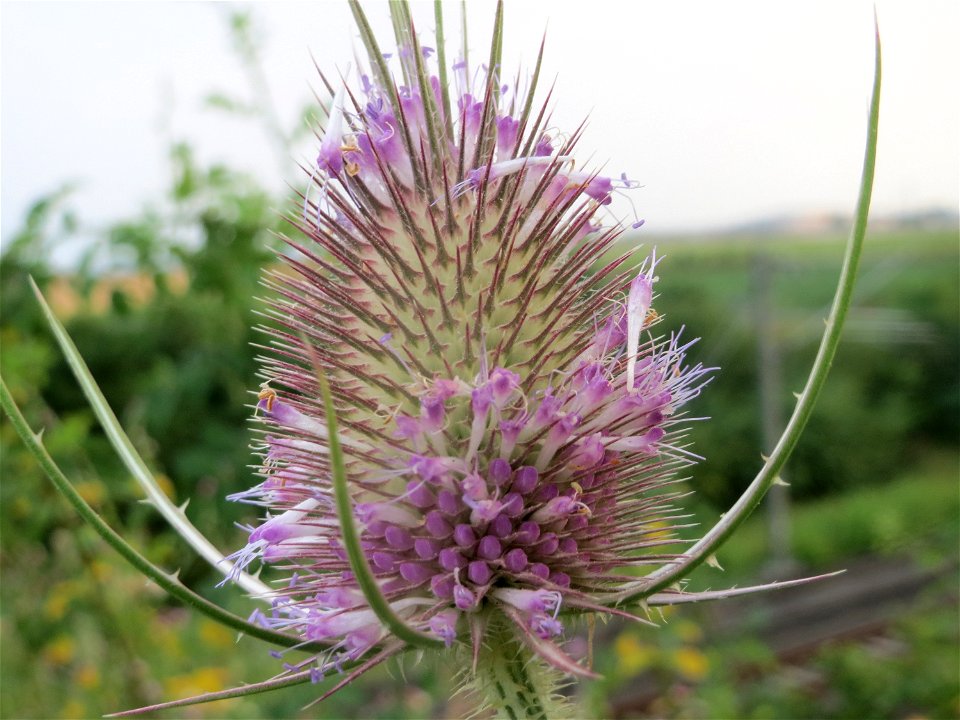 Wilde Karde (Dipsacus fullonum) bei Wiesbaden-Nordenstadt