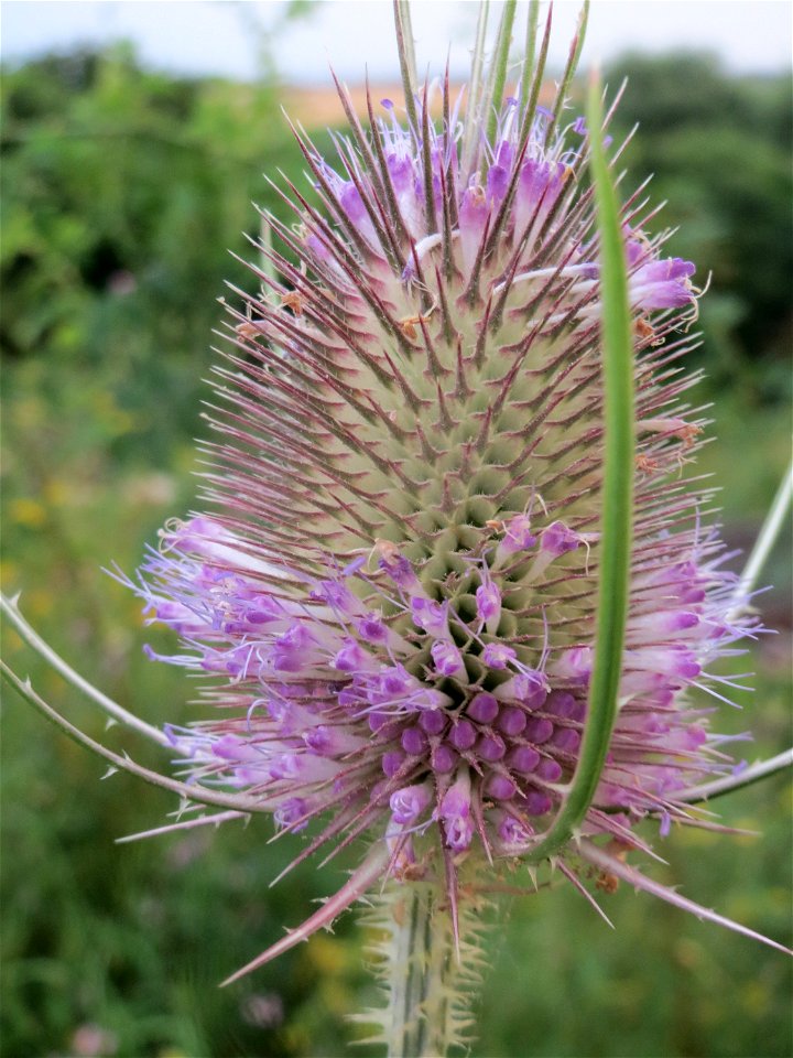 Wilde Karde (Dipsacus fullonum) bei Wiesbaden-Nordenstadt
