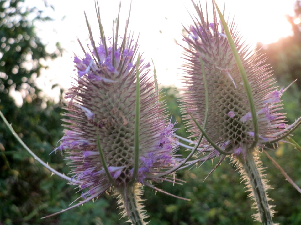 Wilde Karde (Dipsacus fullonum) bei Wiesbaden-Nordenstadt