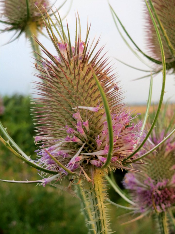 Wilde Karde (Dipsacus fullonum) bei Wiesbaden-Nordenstadt
