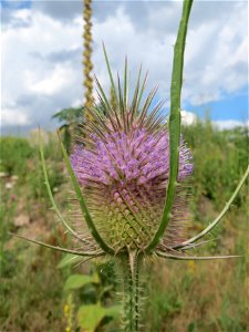 Blühende Wilde Karde (Dipsacus fullonum) in Hockenheim-Talhaus