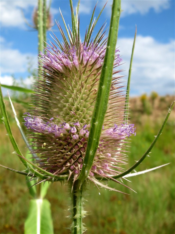 Blühende Wilde Karde (Dipsacus fullonum) in Hockenheim-Talhaus