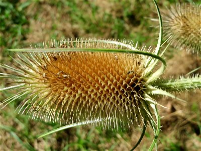 Wilde Karde (Dipsacus fullonum) am Osthafen Saarbrücken