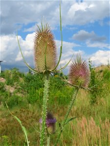 Blühende Wilde Karde (Dipsacus fullonum) in Hockenheim-Talhaus