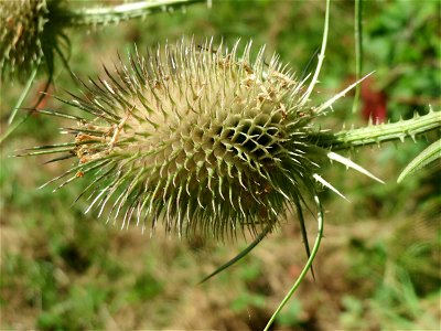 Wilde Karde (Dipsacus fullonum) am Osthafen Saarbrücken