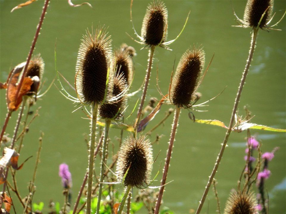 Wilde Karde (Dipsacus fullonum) am Osthafen Saarbrücken