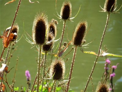 Wilde Karde (Dipsacus fullonum) am Osthafen Saarbrücken