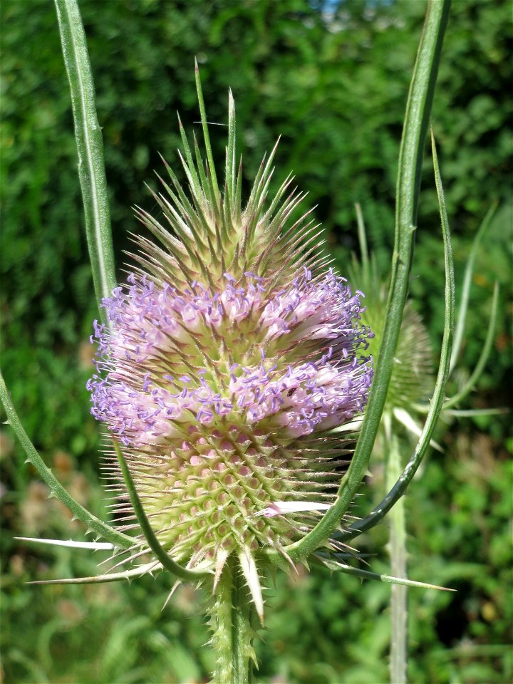 Wilde Karde (Dipsacus fullonum) am Rand vom Naturschutzgebiet "St. Arnualer Wiesen" - an diesem Standort befanden sich gerade hunderte, wenn nicht tausende Karden