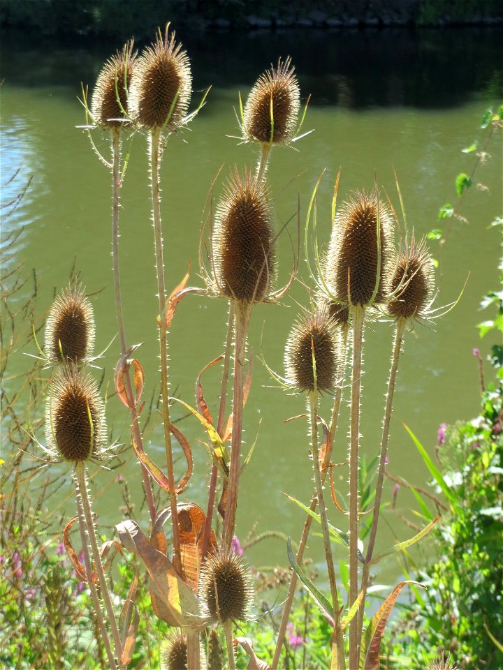 Wilde Karde (Dipsacus fullonum) am Osthafen Saarbrücken
