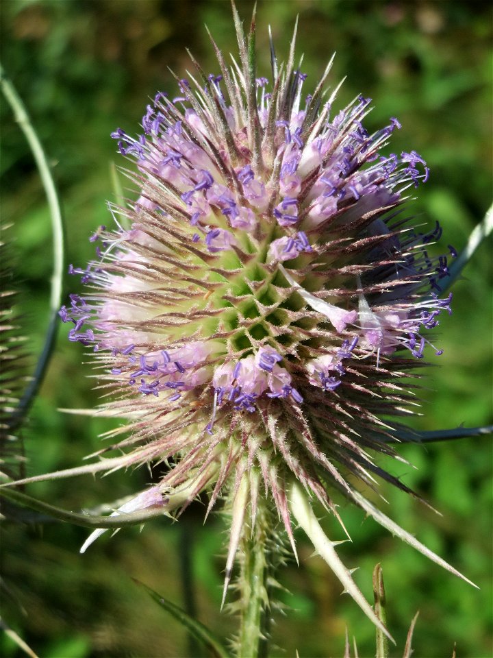 Wilde Karde (Dipsacus fullonum) am Rand vom Naturschutzgebiet "St. Arnualer Wiesen" - an diesem Standort befanden sich gerade hunderte, wenn nicht tausende Karden