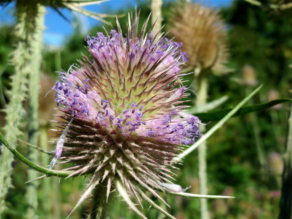 Wilde Karde (Dipsacus fullonum) am Rand vom Naturschutzgebiet "St. Arnualer Wiesen" - an diesem Standort befanden sich gerade hunderte, wenn nicht tausende Karden