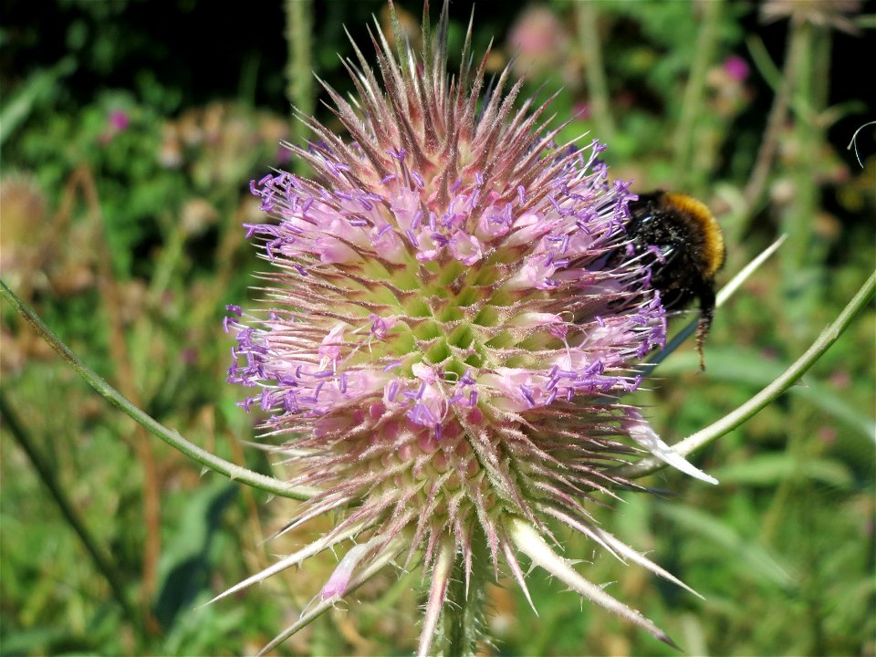 Wilde Karde (Dipsacus fullonum) am Rand vom Naturschutzgebiet "St. Arnualer Wiesen" - an diesem Standort befanden sich gerade hunderte, wenn nicht tausende Karden