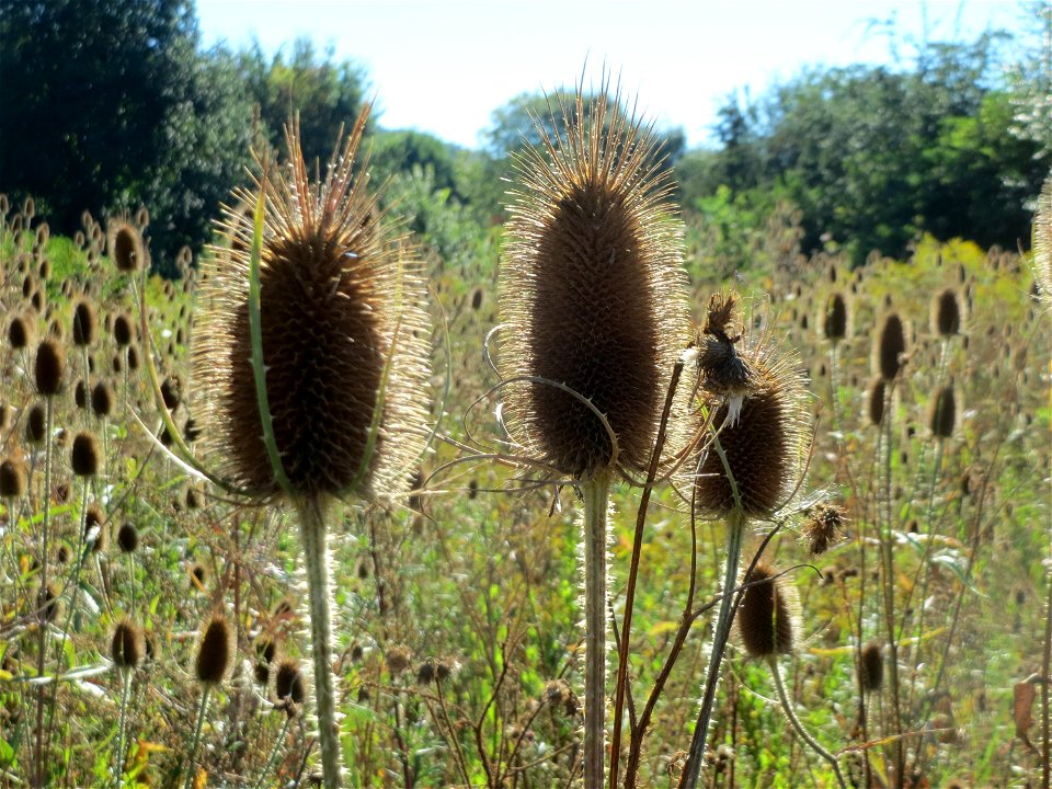 Wilde Karde (Dipsacus fullonum) am Rand vom Naturschutzgebiet "St. Arnualer Wiesen" - an diesem Standort befanden sich gerade hunderte, wenn nicht tausende Karden