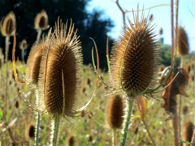 Wilde Karde (Dipsacus fullonum) am Rand vom Naturschutzgebiet "St. Arnualer Wiesen" - an diesem Standort befanden sich gerade hunderte, wenn nicht tausende Karden