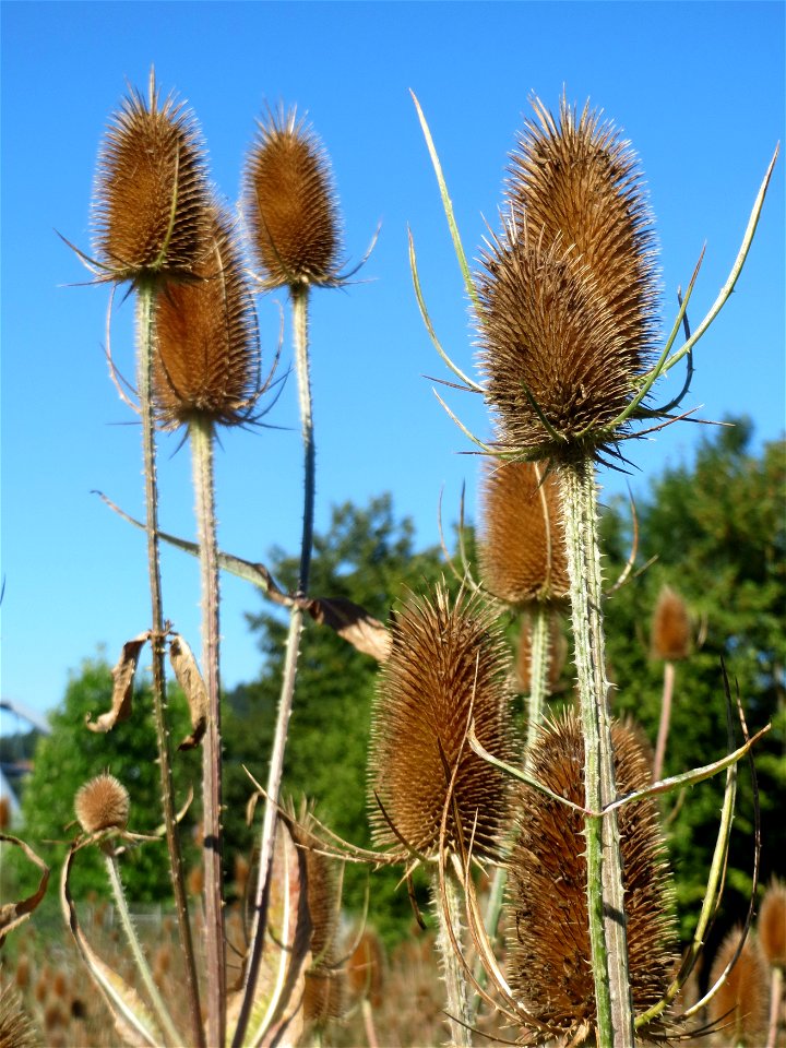 Wilde Karde (Dipsacus fullonum) am Rand vom Naturschutzgebiet "St. Arnualer Wiesen" - an diesem Standort befanden sich gerade hunderte, wenn nicht tausende Karden