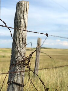 Wood field old