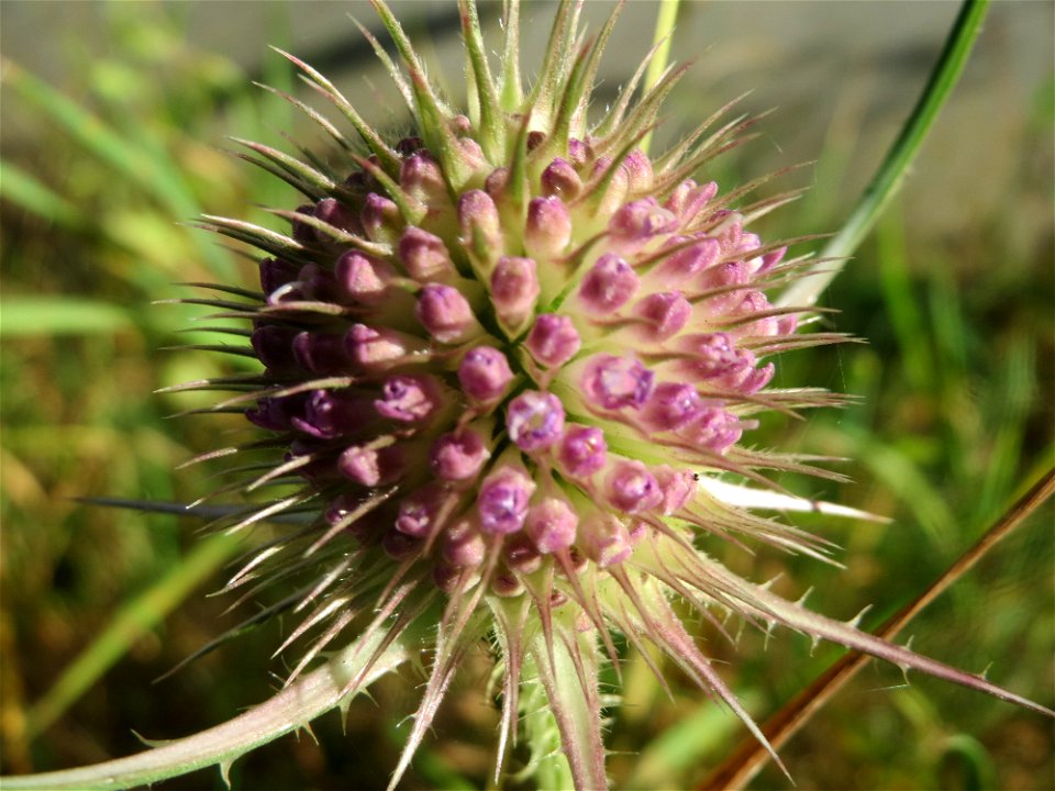 Wilde Karde (Dipsacus fullonum) in St. Ingbert