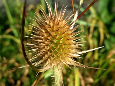 Wilde Karde (Dipsacus fullonum) in St. Ingbert
