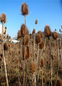 Wilde Karde (Dipsacus fullonum) am Rand vom Naturschutzgebiet "St. Arnualer Wiesen" - an diesem Standort der dichteste Bestand in Saarbrücken