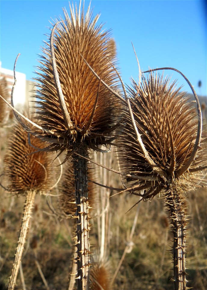 Wilde Karde (Dipsacus fullonum) am Rand vom Naturschutzgebiet "St. Arnualer Wiesen" - an diesem Standort der dichteste Bestand in Saarbrücken