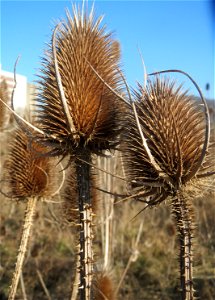 Wilde Karde (Dipsacus fullonum) am Rand vom Naturschutzgebiet "St. Arnualer Wiesen" - an diesem Standort der dichteste Bestand in Saarbrücken