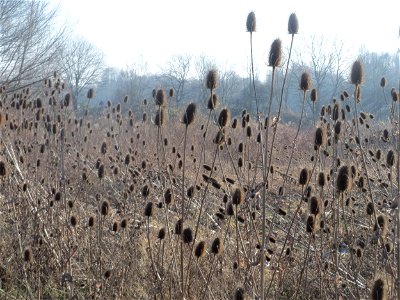 Wilde Karde (Dipsacus fullonum) am Rand vom Naturschutzgebiet "St. Arnualer Wiesen" - an diesem Standort der dichteste Bestand in Saarbrücken