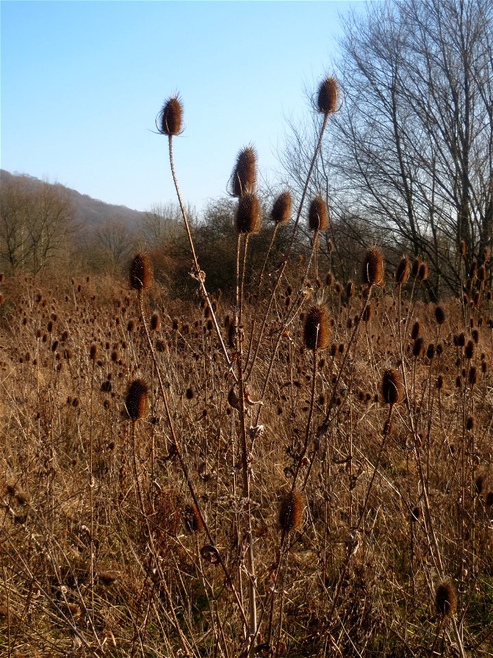 Wilde Karde (Dipsacus fullonum) am Rand vom Naturschutzgebiet "St. Arnualer Wiesen" - an diesem Standort der dichteste Bestand in Saarbrücken