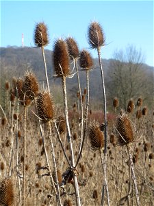 Wilde Karde (Dipsacus fullonum) am Rand vom Naturschutzgebiet "St. Arnualer Wiesen" - an diesem Standort der dichteste Bestand in Saarbrücken