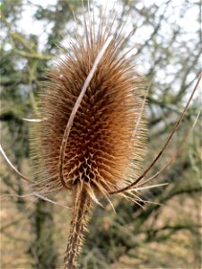 Wilde Karde (Dipsacus fullonum) im Naturschutzgebiet "St. Arnualer Wiesen"