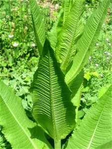 Wilde Karde (Dipsacus fullonum) in der Saaraue Güdingen - bis zur Blüte dauert es noch