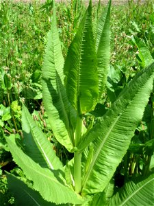 Wilde Karde (Dipsacus fullonum) in der Saaraue Güdingen - bis zur Blüte dauert es noch