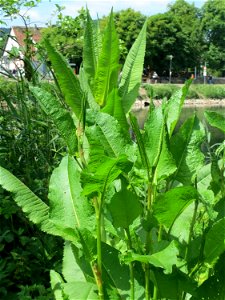 Wilde Karde (Dipsacus fullonum) in der Saaraue Güdingen - bis zur Blüte dauert es noch