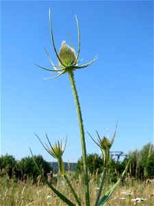 Wilde Karde (Dipsacus fullonum) auf einer Wiese oberhalb vom Osthafen in Saarbrücken