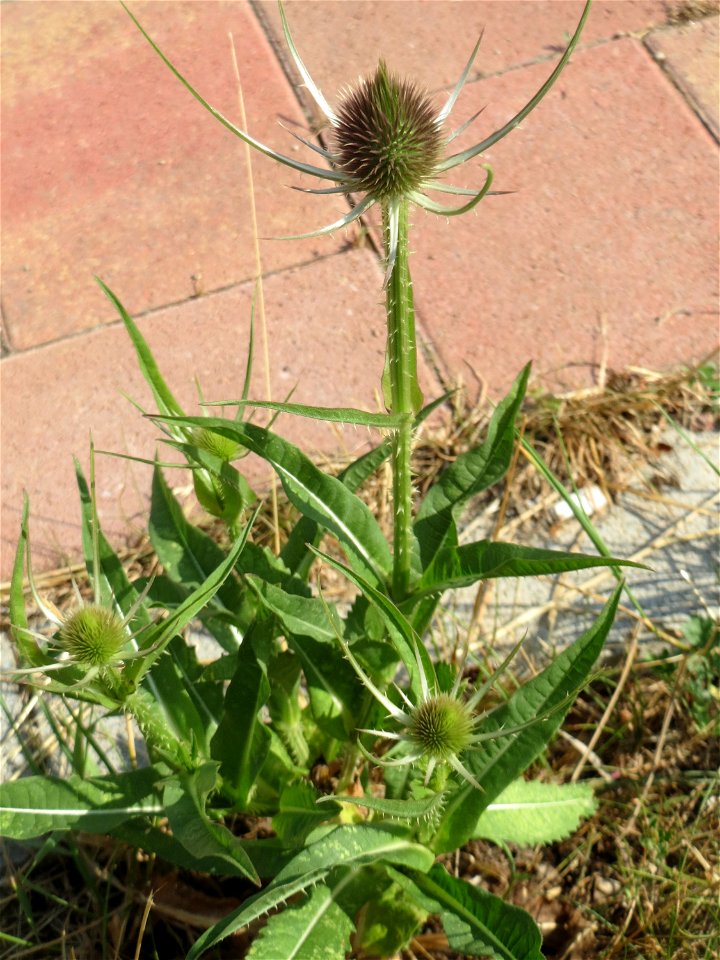 Ritzenbotanik: Wilde Karde (Dipsacus fullonum) am Messplatz in Hockenheim