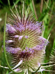 Wilde Karde (Dipsacus fullonum) am Osthafen in Saarbrücken