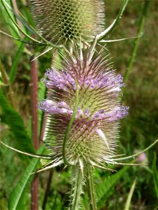 Wilde Karde (Dipsacus fullonum) am Osthafen in Saarbrücken