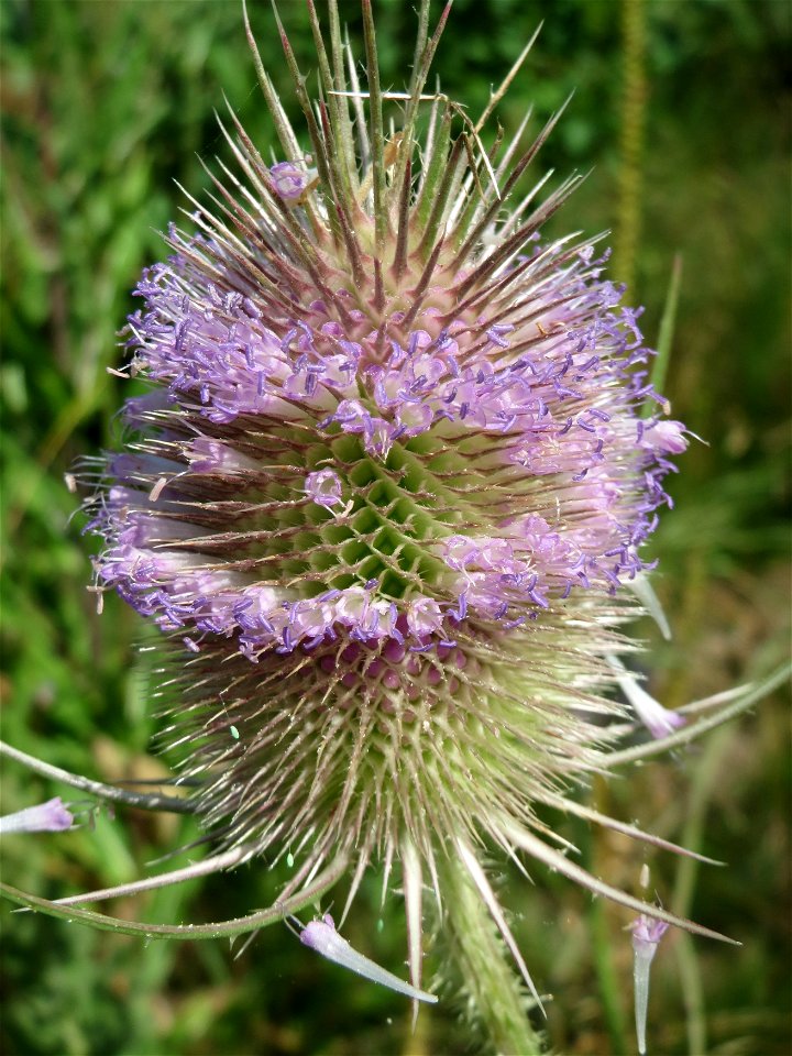 Wilde Karde (Dipsacus fullonum) am Osthafen in Saarbrücken