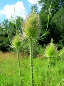 Wilde Karde (Dipsacus fullonum) im Naturschutzgebiet „St. Arnualer Wiesen“