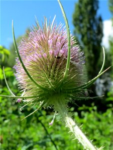Wilde Karde (Dipsacus fullonum) im Naturschutzgebiet „St. Arnualer Wiesen“