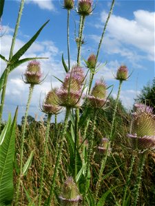 Wilde Karde (Dipsacus fullonum) am Käsbach bei Wiesbaden-Erbenheim