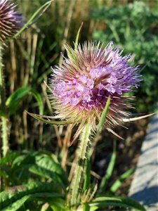 Wilde Karde (Dipsacus fullonum) auf einer Brachfläche am Messplatz in Hockenheim