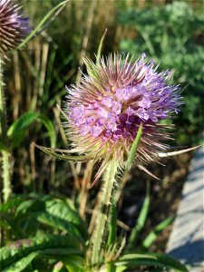 Wilde Karde (Dipsacus fullonum) auf einer Brachfläche am Messplatz in Hockenheim photo