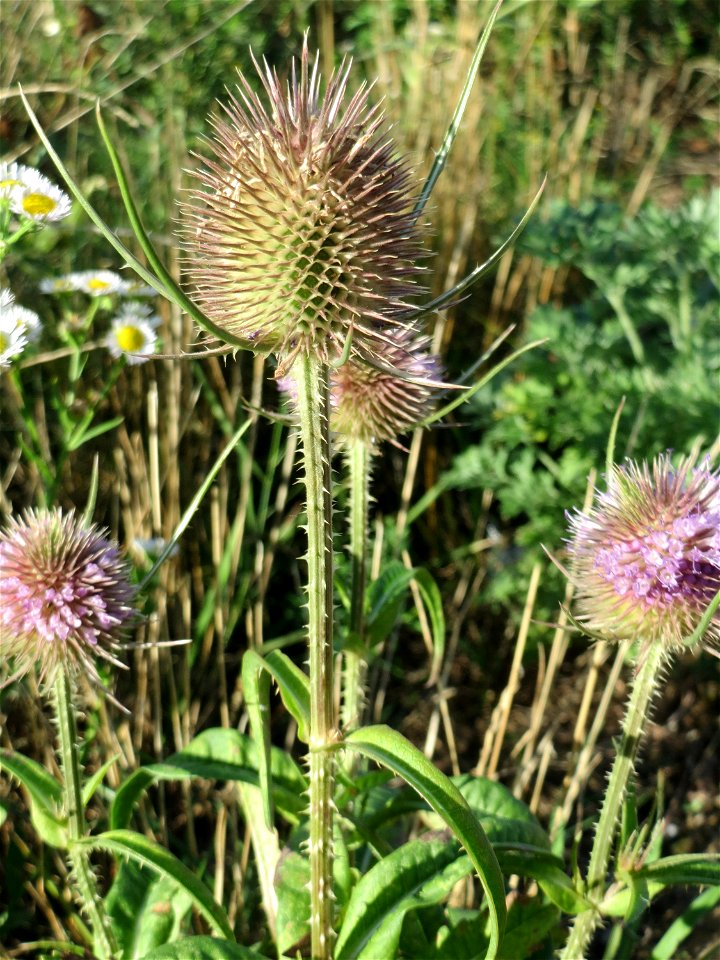 Wilde Karde (Dipsacus fullonum) auf einer Brachfläche am Messplatz in Hockenheim