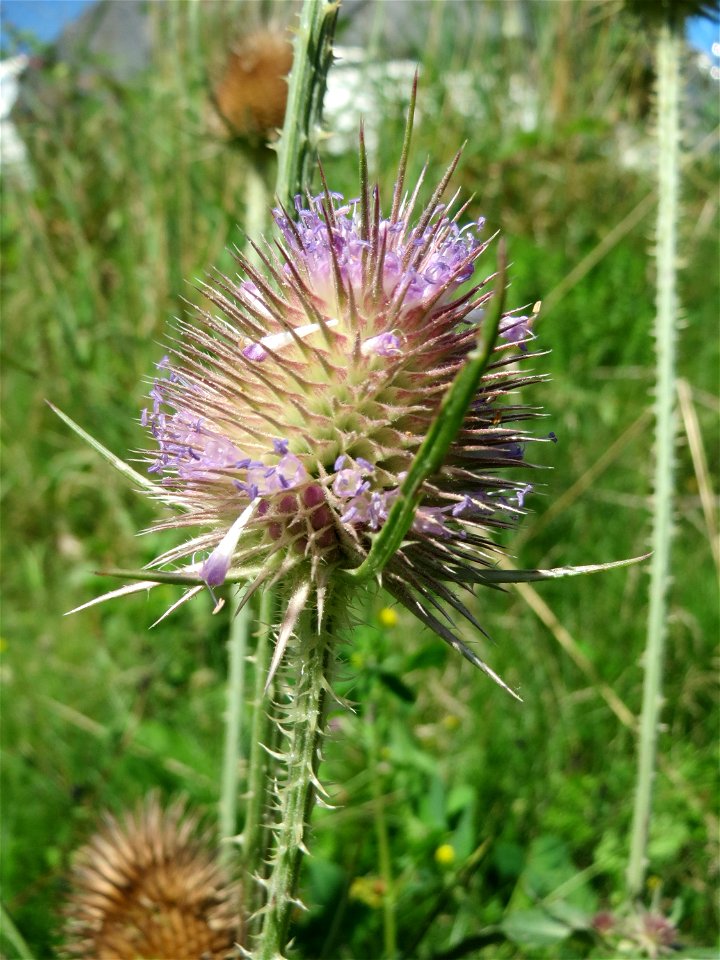 Wilde Karde (Dipsacus fullonum) in den Sankt Arnual Wiesen gegenüber vom Osthafen Saarbrücken (Außerhalb vom NSG)