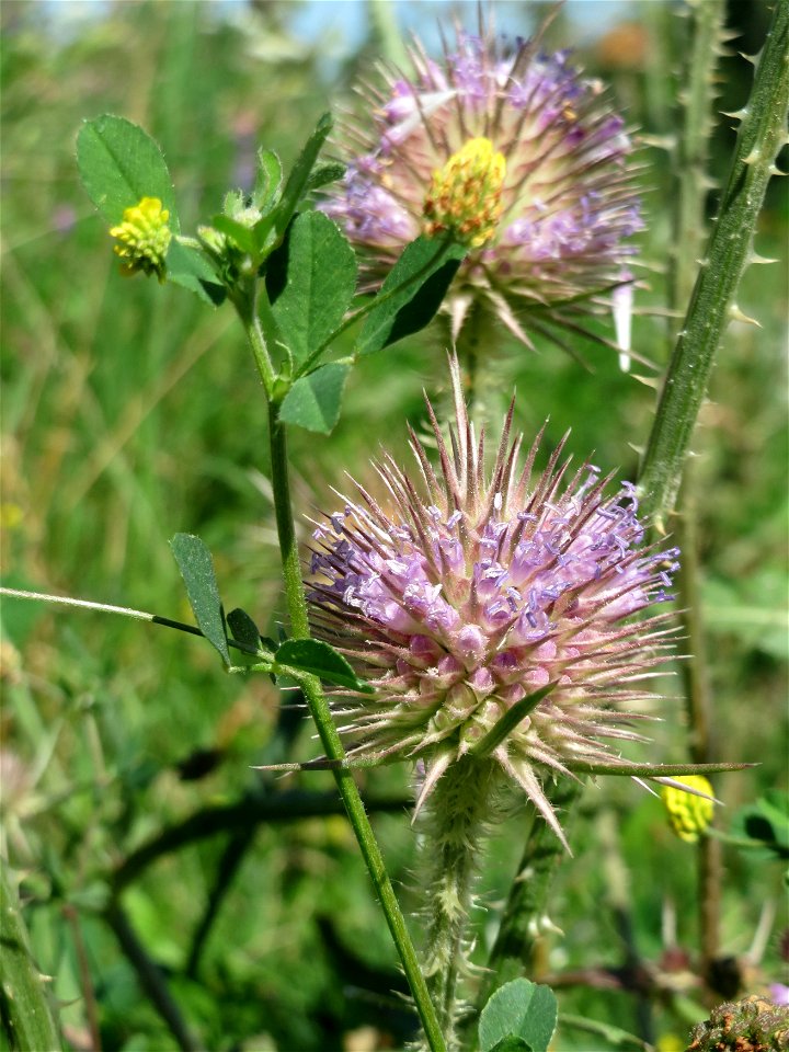 Wilde Karde (Dipsacus fullonum) in den Sankt Arnual Wiesen gegenüber vom Osthafen Saarbrücken (Außerhalb vom NSG)